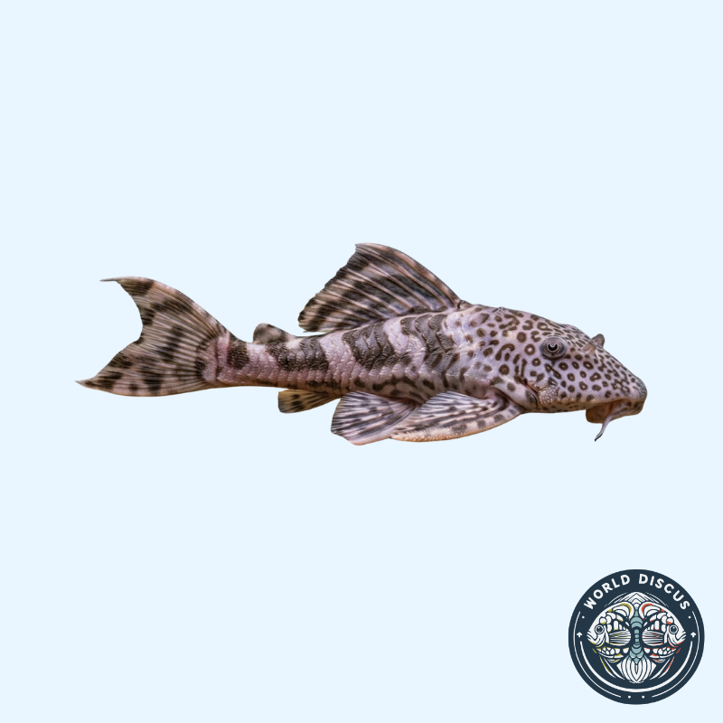 Pleco - Guacamaya