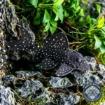 WD-Pleco-Vampiro-Prod-02