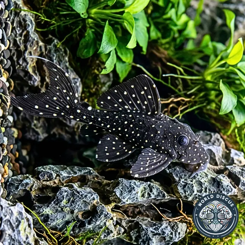 WD-Pleco-Vampiro-Prod-02