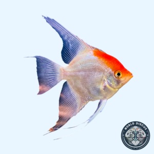 Ángel - Koi Albino Red Cap
