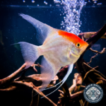 WD-Angel-Escalar-Koi-Albino-Red-Cap-Prod-02