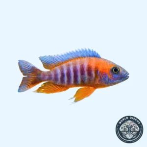 Aulonocara- Eureka Red