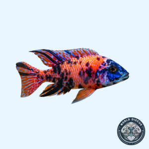 Auronacara - Red Ob Peacock