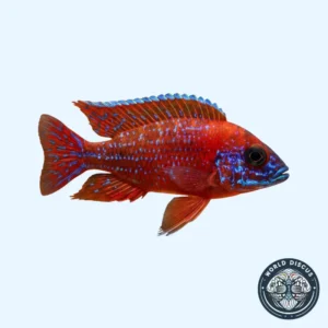 Aulonocara - Red Peacock