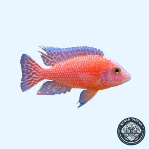 Aulonocara - Strawberry Albino