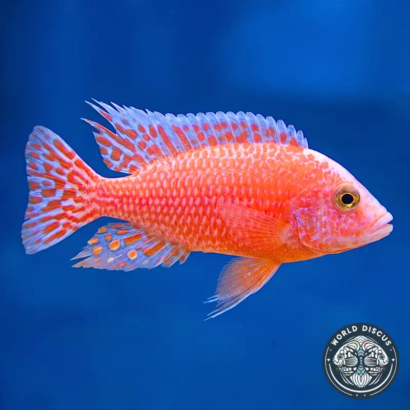Aulonocara - Strawberry Albino - Image 2