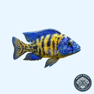 Aulonocara - Yellow Ob Peacock
