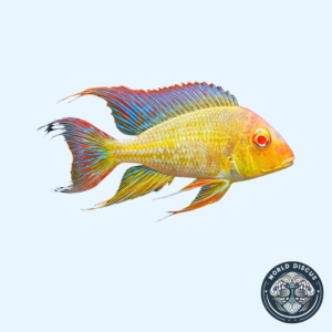Geophagus - Tapajo Albino