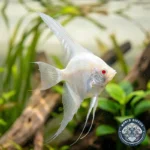 WD-Angel_Escalar-Daltum-Prod-02