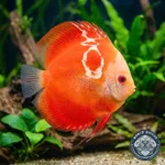 WD-Disco-Royal-Red-Ruby-Prod-02