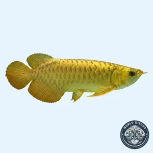 Arowana - 24k Golden (Premium)