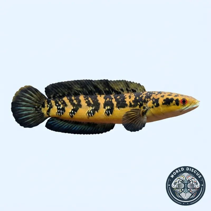 Channa - Yellow Sentaurum