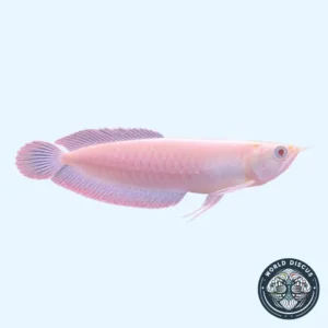Arowana - Albino