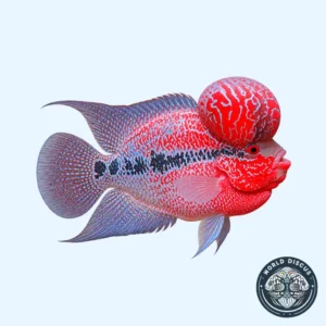 Flowerhorn - Super Red Dragon