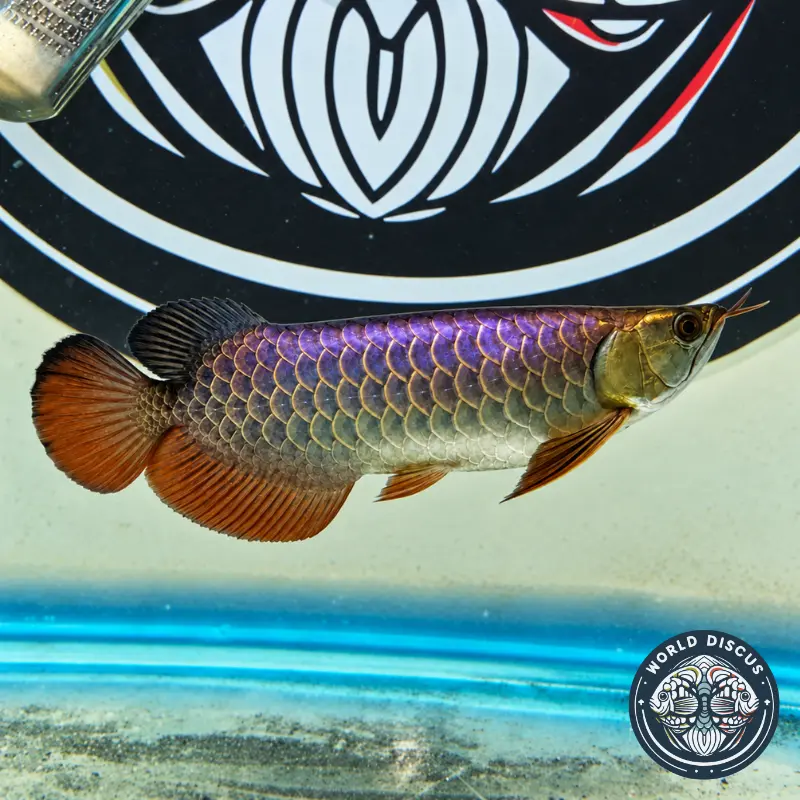 Arowana - Blue Base - Imagen 2