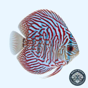 Disco - Blue Tiger